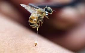 Veneno de abeja, el botox natural 