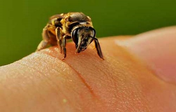Veneno de abeja, el botox natural